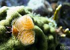 Christmas Tree Worms  This is a Christmas Tree Worm.  The two plumes (from which it gets its name) are used for feeding and respiration.  When the worm detects danger the plumes are sucked back in making the worm in accessible to most predators.  5 : Key Largo, Underwater