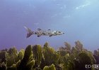 Ooh Barracuda  A barracuda swimming through the blue off of Key Largo Florida. : Key Largo, Underwater