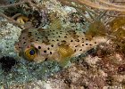 Puffer fish : Key Largo, Underwater