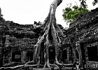Ta Prohm  A silk-cotton tree grows out of the ancient Angkor ruins of Ta Prohm, its roots digging deep into the walls of the ancient temple. : BW, Cambodia, SC