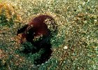 Buried in the Sand  A small octopus digs its self into the sand as it tries to hide.  Moments after taking this shot the only thing visible was his eyes.  Taken in Bunaken Marine Parke, near Manado Indonesia. : Bunaken, Indonesia, Underwater