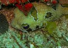 Boxfish  A boxfish (Ostracion cubicus I think) hidding under a piece of coral. : Fish, Patong, Phuket, Thailand, Underwater