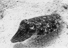 Cuttlefish  A cuttlefish hanging out at about 22 Meters (66 feet).  Color was not good so I converted to B&#38;W. : BW, Fish, Patong, Phuket, Phuket Thaila, Thailand, Underwater