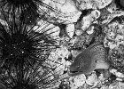 Moray eel  A Moray eel sticking his head out to say hi as I passed by : BW, Patong, Phuket, Phuket Thaila, Thailand, Underwater
