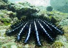 Crown of Thorns  A crown of thorns starfish (acanthaster planci), named for the poisonous thorn-like spines that cover its upper surface. : Anderman, Crown of Thorns Starfish, Day 1 Dive 2, Simi, Similan, South Siam, Thailand, Underwater