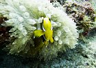 Orange Clownfish  An orange clownfish (Amphiprion percula) hiding inside a white bubble tip Anemone. : Day 1 Dive 2, Simi, Similan, South Siam, Thailand, Underwater