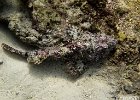 Scorpian Fish  A scorpion fish hiding among the rocks, this one is fairly easy to spot but usually they are almost impossible to detect when they are lying in the rocks. : Day 1 Dive 2, Simi, Similan, South Siam, Thailand, Underwater