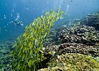 School  A school of yellowtail snapper (Ocyurus chrysurus) : Simi, Similan, Underwater