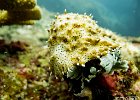 Out for a Walk  A sea cucumber “walking” over the surface of the coral. : Simi, Similan, Underwater