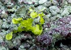Watery Frogfish  A yellow Watery Frogfish (Antennarius maculatus) using it’s fins to walk along the bottom. : Simi, Similan, Underwater