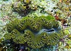 Giant Clam : Simi, Similan, Underwater
