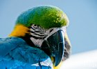 Blue Throated Macaw I : Birds, Thailand