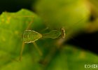 Mantis  Taken at the botanical gardens outside Kinshasa, DRC : DRC, Democratic Republic of Congo. Macro, Kinshasa