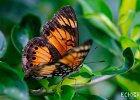 Butterfly 2  Taken at the botanical gardens outside Kinshasa, DRC : DRC, Democratic Republic of Congo. Macro, Kinshasa