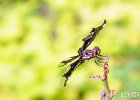 Dragonfly 2  Taken at the botanical gardens outside Kinshasa, DRC : DRC, Democratic Republic of Congo. Macro, Kinshasa