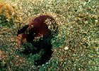 Buried in the Sand  A small octopus digs its self into the sand as it tries to hide.  Moments after taking this shot the only thing visible was his eyes.  Taken in Bunaken Marine Parke, near Manado Indonesia. : Bunaken, Indonesia, Underwater
