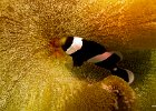 Clark&#39;s Anemonefish  Taken in Bunaken Marine Parke, near Manado Indonesia. : Bunaken, Indonesia, Underwater