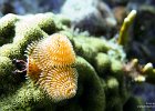 Christmas Tree Worms  This is a Christmas Tree Worm.  The two plumes (from which it gets its name) are used for feeding and respiration.  When the worm detects danger the plumes are sucked back in making the worm in accessible to most predators.  5 : Key Largo, Underwater