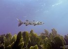 Ooh Barracuda  A barracuda swimming through the blue off of Key Largo Florida. : Key Largo, Underwater