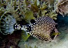 Boxfish : Key Largo, Underwater