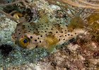 Puffer fish : Key Largo, Underwater
