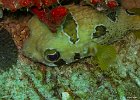 Boxfish  A boxfish (Ostracion cubicus I think) hidding under a piece of coral. : Fish, Patong, Phuket, Thailand, Underwater