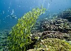 School  A school of yellowtail snapper (Ocyurus chrysurus) : Simi, Similan, Underwater