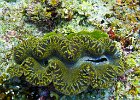 Giant Clam : Simi, Similan, Underwater