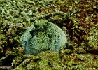 Common Day  A Common Day Octopus (Octopus cyanea) cautiously emerges from its hiding hole in the coral.  I almost missed this octopus as I swam towards what I thought was an octopus but turned out to be a rock, I swam right over top of this one.  Had it not retracted into its hole I never would have seen it. : Simi, Similan, Underwater