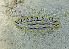 Slugish  A sea slug (Phyllidia varicose) : Simi, Similan, Underwater