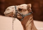Camel Head  Taken at Petra in Jordan. : Jordan, Petra