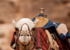 Camel  At Petra in Jordan : Jordan, Petra