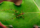 Grasshopper 2  Taken at the botanical gardens outside Kinshasa, DRC : DRC, Democratic Republic of Congo. Macro, Kinshasa
