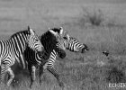 Off to the Races  A group of zebras take flight after being spooked. : BW, Zebra