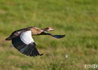 In Flight I  A Canadian Goose with wings forward in the middle of flight. : Birds, Egyptian Geese, Kenya