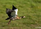 In Flight II  A Canadian Goose with wings sweeping back in the middle of flight. : Birds, Egyptian Geese, Kenya