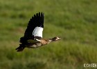In Flight III  A Canadian Goose with wings sweeping back in the middle of flight. : Birds, Egyptian Geese, Kenya