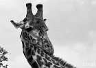 Giraffe I  A Giraffe looking back over its neck. : BW, Giraffe