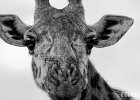 Big Ears : BW, Giraffe, contest