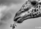 Lunch B&#38;W  A giraffe munching on some leaves. : BW, Giraffe, Kenya, contest