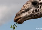 Lunch  A giraffe munching on some leaves. : Giraffe, Kenya
