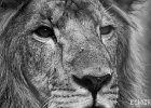 Sad eyes  An old lion in the animal orphanage at the Nairobi Game park. : BW, Cats, Lion