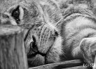 Sleepy  An old lion in the animal orphanage at the Nairobi Game park. : BW, Cats, Lion