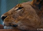 Restful  An old lion in the animal orphanage at the Nairobi Game park. : Cats, Lion