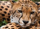 Spots  A cheetah at the animal orphanage in the Nairobi Game Park. : Cats, Cheetah
