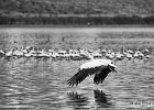 Take Off B&#38;W  A pelican shortly after take off from the surface of Lake Nakuru in Kenya. : BW, Birds, Kenya