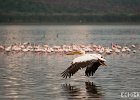 Take Off  A pelican shortly after take off from the surface of Lake Nakuru in Kenya. : Kenya