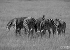 Zebras  A group of zebras grazing on the grasslands of Amboseli National Park in Kenya. : BW, Kenya, Zebra