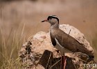Crowned Plover : Birds, Crowned Plover