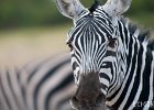 Stripes : Zebra